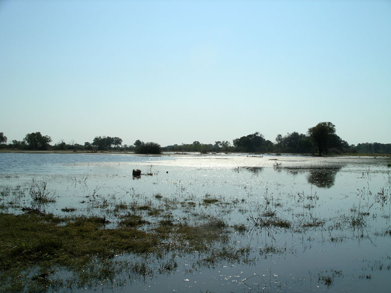 el delta